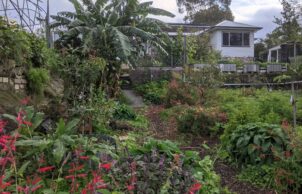 Let's Grow Shopping - Mount Colah