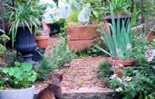 Bridget and Luke's permaculture garden