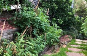 The Good Energy House - Lane Cove